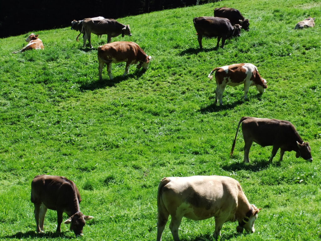 Vacas pastando en Austria.